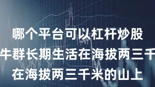 哪个平台可以杠杆炒股五台山的牛群长期生活在海拔两三千米的山上